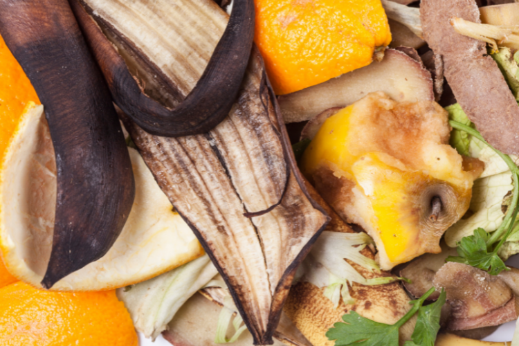 school composting photo