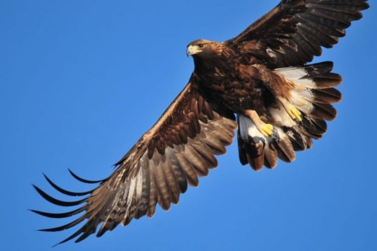 golden-eagle-soaring-bird-raptor-wallpaper-preview.jpg
