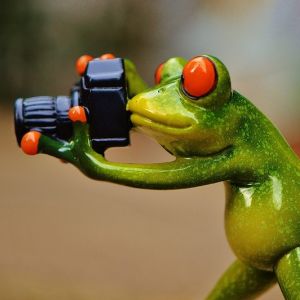 frog-888798_1280.jpg